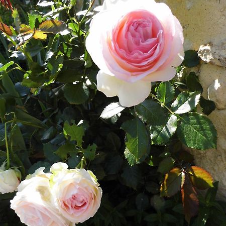 La Grange Dimiere, Pres De Tours Bed & Breakfast Saint-Genouph Bagian luar foto