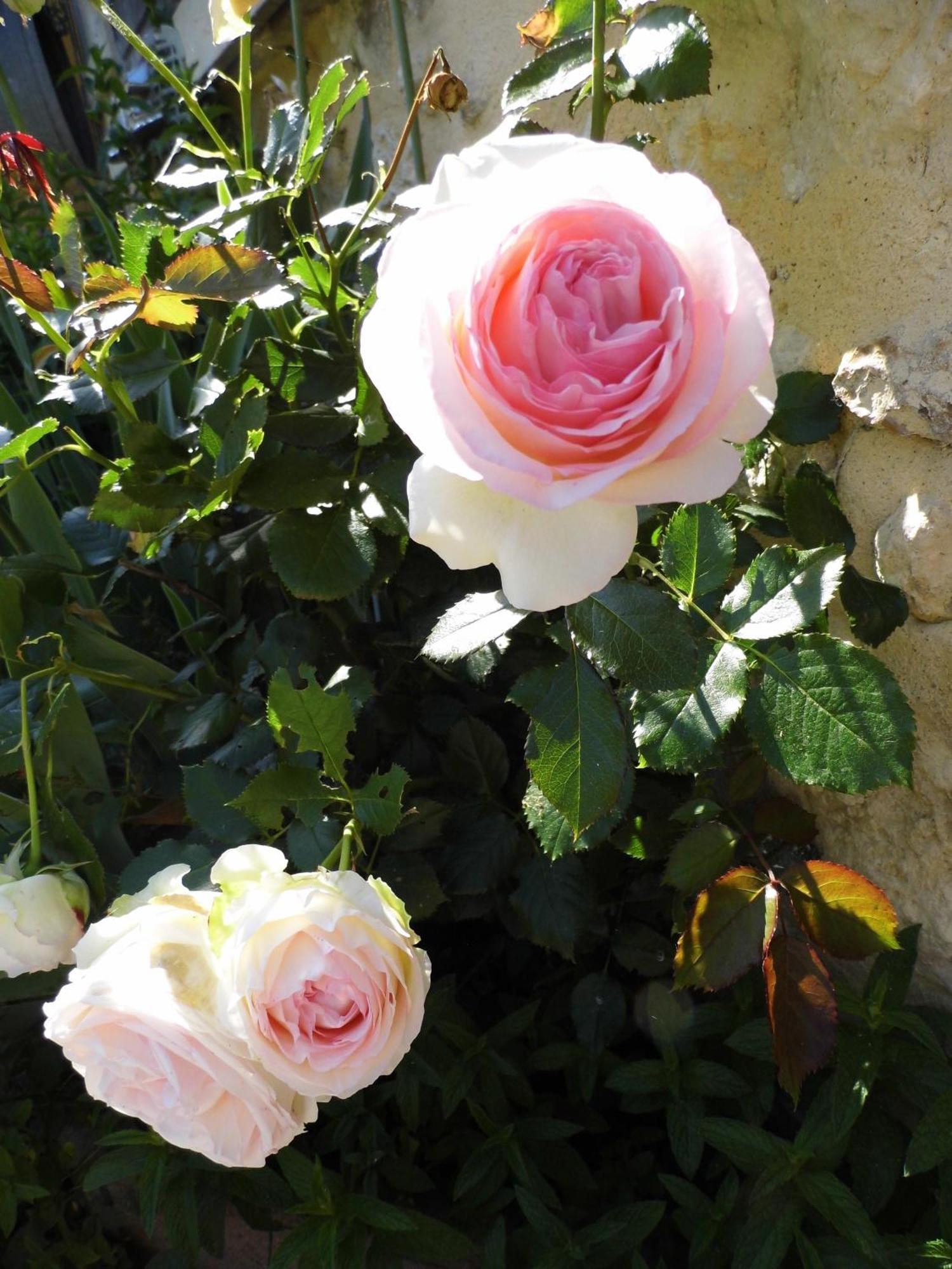 La Grange Dimiere, Pres De Tours Bed & Breakfast Saint-Genouph Bagian luar foto
